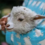 Mammaloewagen Super De Luxe Heythuysen