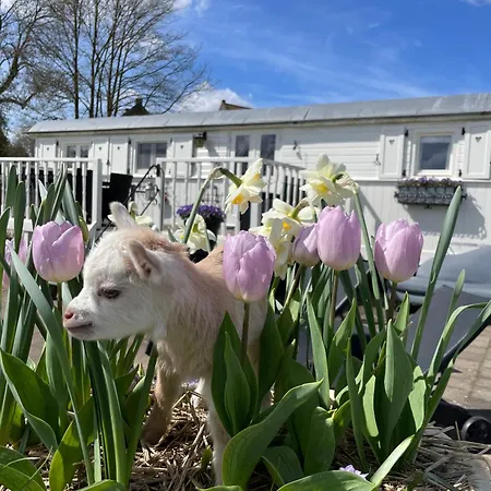 Ferienhaus Mammaloewagen Super De Luxe Heythuysen