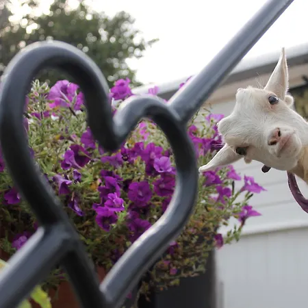 Mammaloewagen Super De Luxe Ferienhaus Heythuysen
