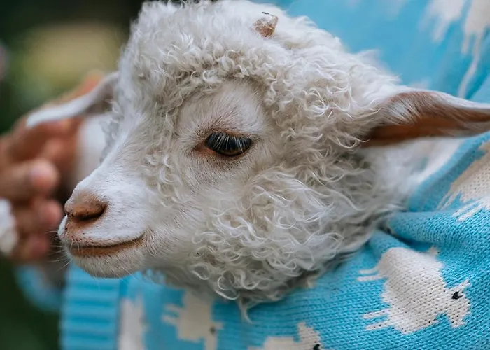 Mammaloewagen Super De Luxe Heythuysen