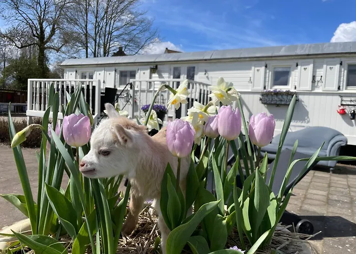 Vakantiehuis Mammaloewagen Super De Luxe Heythuysen