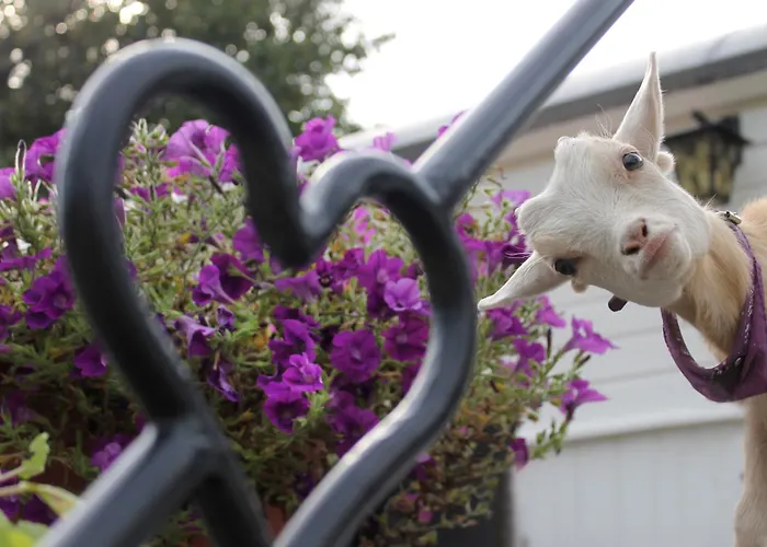 Mammaloewagen Super De Luxe Vakantiehuis Heythuysen